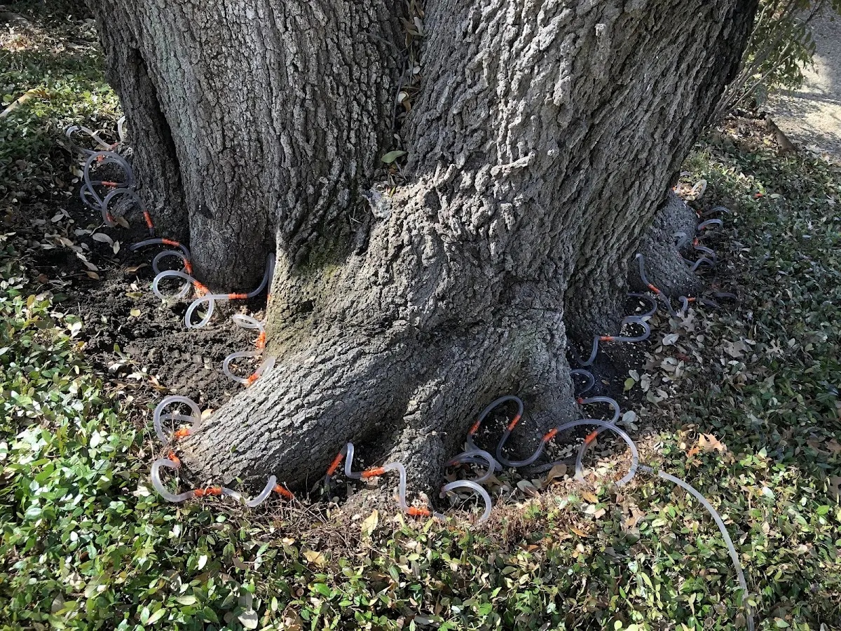 Detailed Tree Cabling and Bracing job site in Valley Village