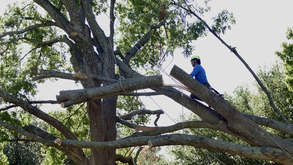 Professional Crown Thinning performed by certified arborists in Valley Village