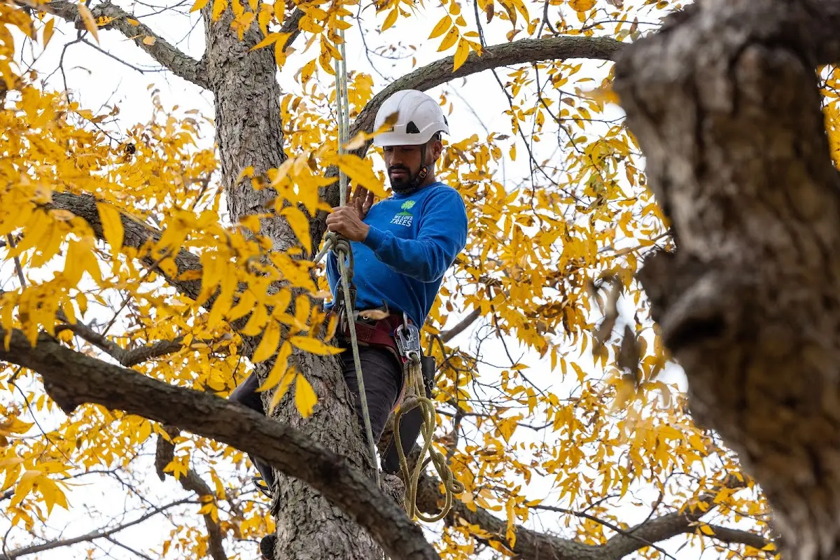 Skilled Tree Planing crew working in Valley Village