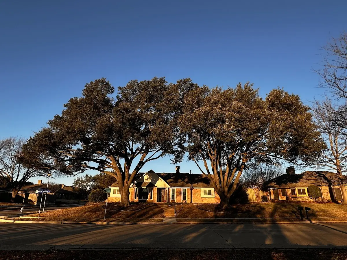 Established residential canopy tree shading a home in Valley Village