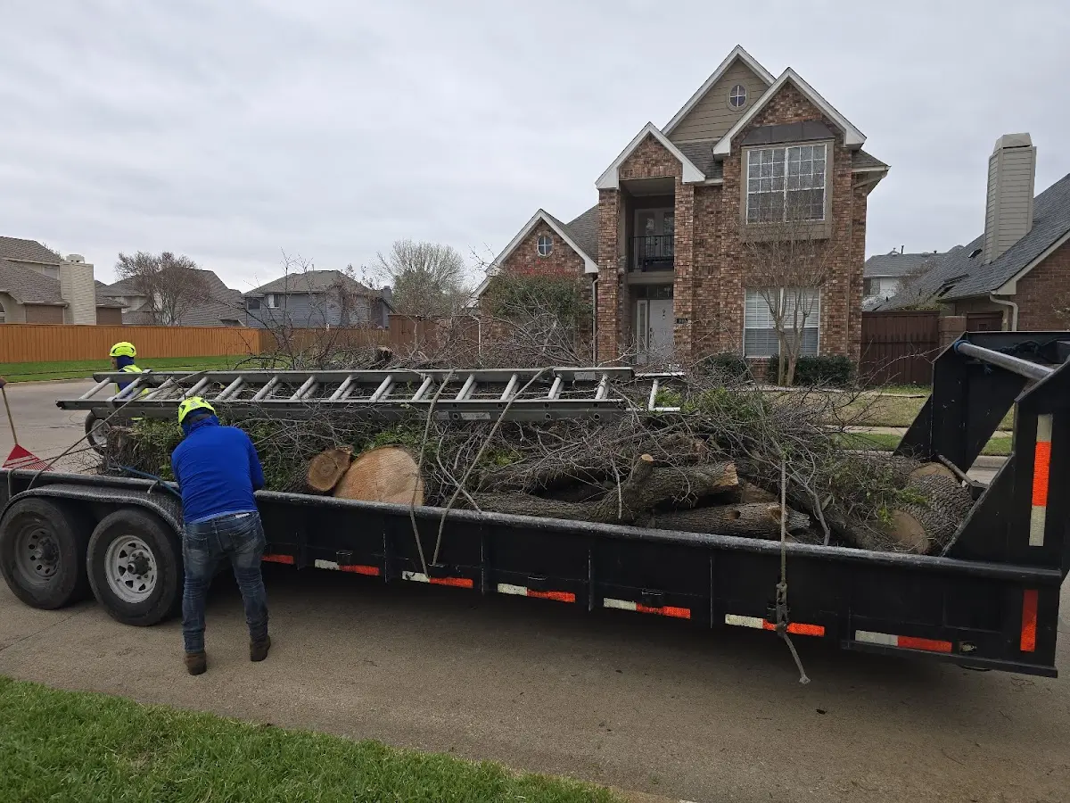 Expert Tree Fertilization with proper safety equipment in Valley Village
